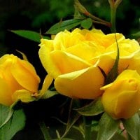 yellow roses