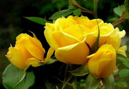 yellow roses - yellow, roses