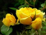 yellow roses