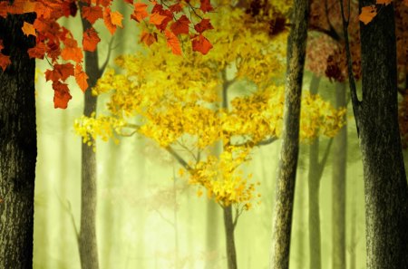 Colors Changing - trees, mystical, forest, light, maple, fall, autumn, green, grove, woods