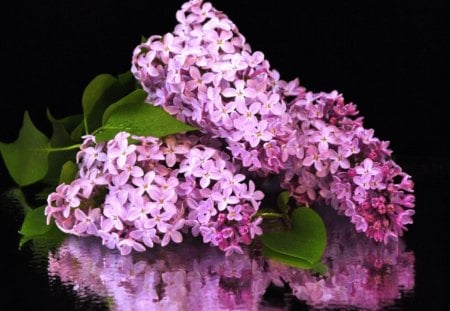 Lilac reflections - reflection, flowers, leaves, mauve, lilacs