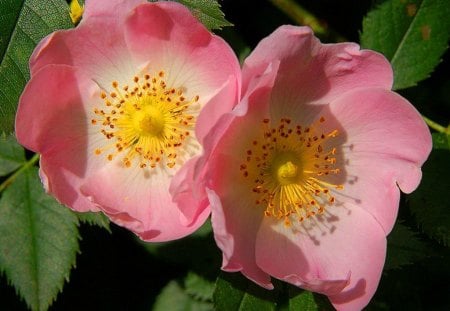 Forest roses - white, roses, pink, flowers, yellow, green leaves