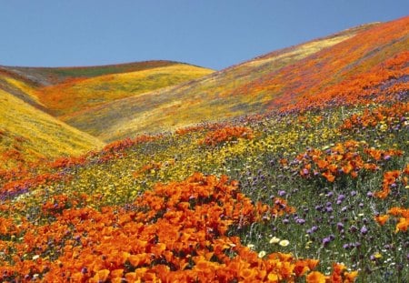 california poppies antelope valley - valley, flowers, spring, wildflowers, hills, sky, hill, field, orange