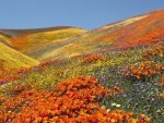 california poppies antelope valley