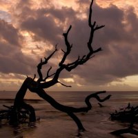 dead tree in a beige sea