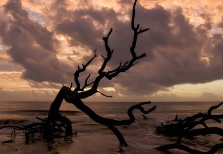 dead tree in a beige sea - clouds, sea, beige, tree