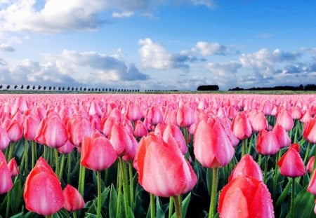 wet tulip field - trees, clouds, wet, field, flowers