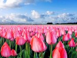 wet tulip field