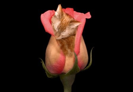 Boobie Rose - animals, image, rose, fantasy, art, petals, cat, kitty, tenderness, bud, lovely, nature, pink, marvelous, cats, charming, sweet, digital, photo, flower