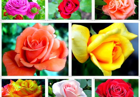 Delicate Roses - roses, delicate, yellow, beautiful, collage, flower, pink, orange, marteeni, flowers, white, purple, red, rose