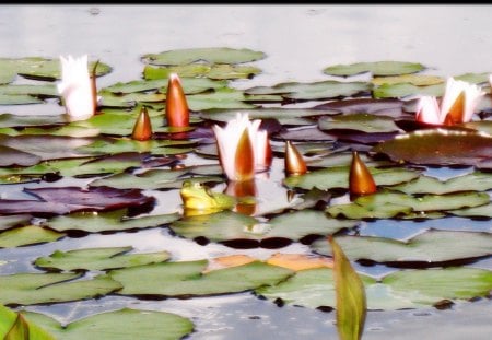 Frog pond - flowers, pond, frog, lily pad