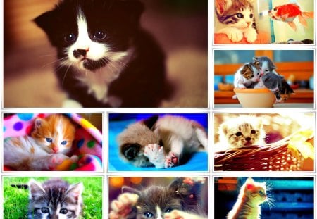 Totally Adorable - cuddly, collage, lovely, sweet, marteeni, fluffy, kittens, kitten, cute, cats, adorable, little, kitties