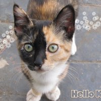 cute red and black cat