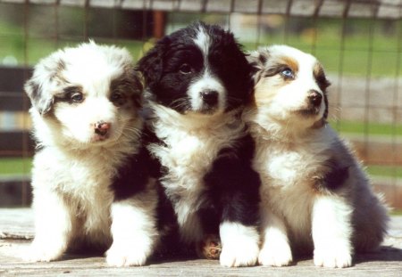 3.peque�os,dog - hermosos, 3 perritos, jovenes, beuatigull