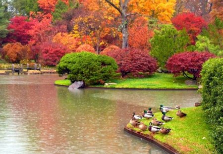 colors of nature - grass, trees, water, ducks