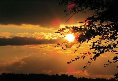 Sunset Through the Trees - nature, sky, sunset, clouds