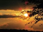 Sunset Through the Trees