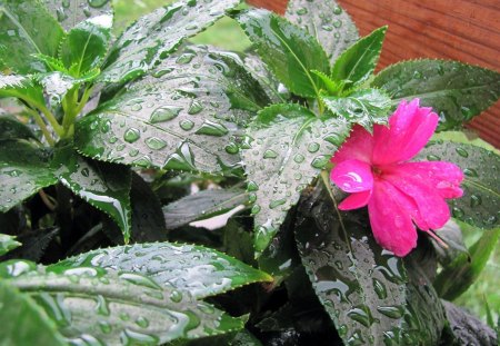 Rain on the Flowers - summer flowers, flowers, pink flowers, raindrops