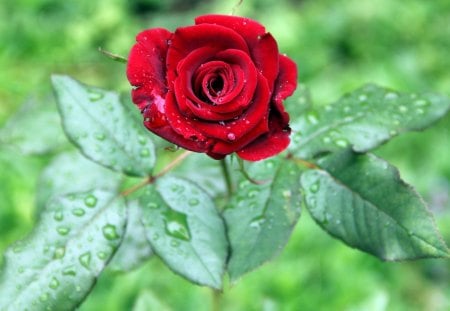 Rose - drop, dew, rose, leaf, flower