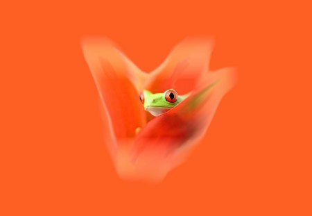 A frog on orange