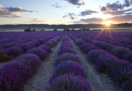 lavender farm - field, sunrise, lavender, sun