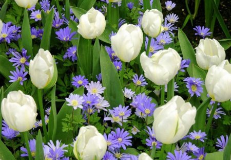 White Tulips - white, nice, lovely, best