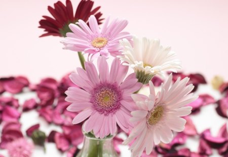 Pretty Pink Daisy - flowers, pretty, nature, daisy, lovely, pink, sweet, three