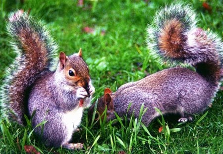 Meal Time - nice, cute, animals, eating