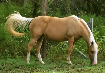 Pretty Horse - cute, nice, best, horse