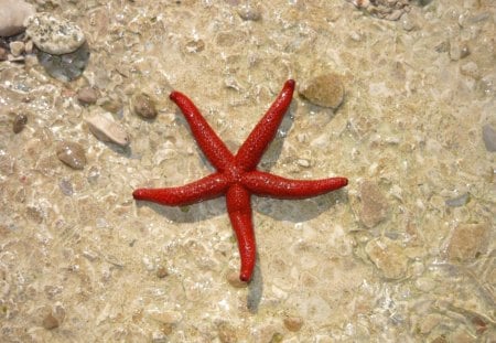 Red starfish - aqua, starfish, water, summer, beach, red, sea, ocean