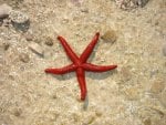 Red starfish