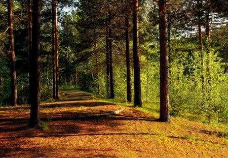 FOREST ROAD - road, forest, nature, pathway