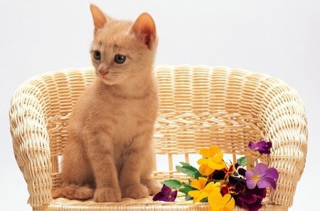 Come and stay with me - cat, sofa, kitty, violet, pansy, purple, yellow, animal, sweet, cute, little, flower