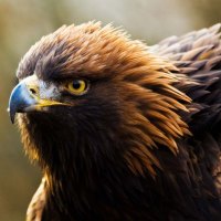 Golden Eagle