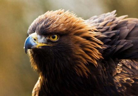 Golden Eagle - eagle, animal, birds, golden