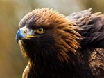 Golden Eagle