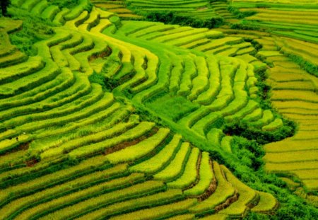 Sidesteps Field - sidesteps, terraces, field, mountain