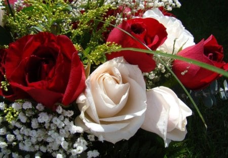 RED AND WHITE ROSES - buds, roses, valentine, flowers, gifts