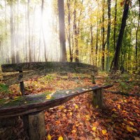 Autumn Forest