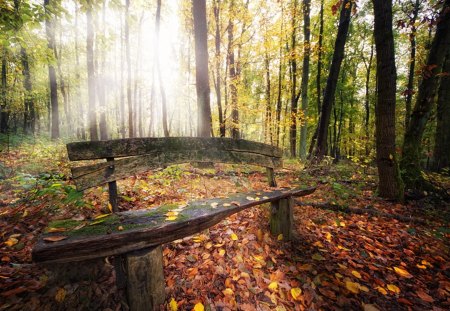 Autumn Forest - leaves, bench, autumn, forest