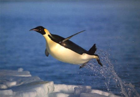 LEAP OF FAITH - emperor penguins, ice, oceans, winter, penguins, flight, arctic