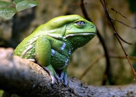 Strange Tree Frog - strange, tree, green, frog