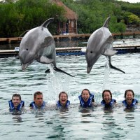 Dolphins at Xel-Ha