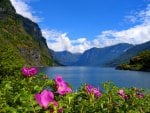 Flowers near the mountain river