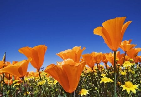 CONTRASTED BEAUTY - fields, dandelions, sky, blue, daisies, grass, wildflowers, orange flowers