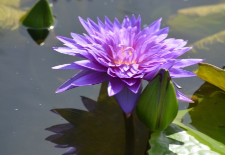 Blue Lotos - pond, water, lily, reflection