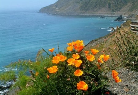 A VIEW OF THE BAY - poppies, coastline, oceans, horizons, waterscapes, sea, flowers, waves, mountains