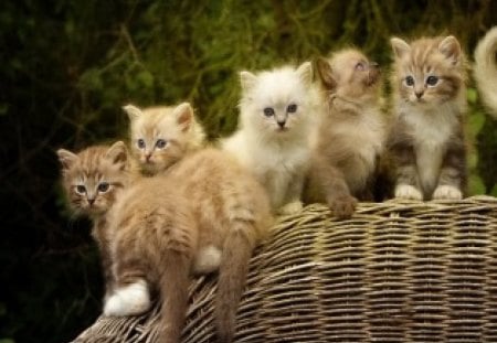 Fluffy friends - sweet, cat, basket, fluffy, nature, kitten, cute, friends, adorable, kitty