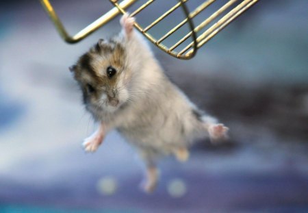 2012 GOLD MEDALIST? - cute pets, animals, hamsters, excercise wheel, gymnastics