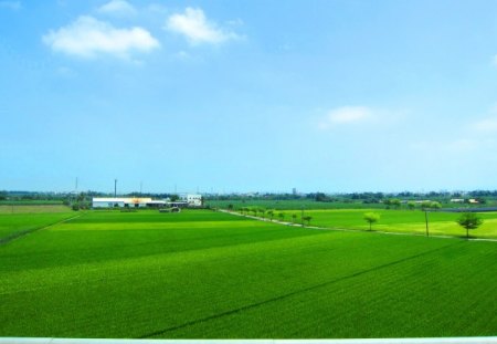 Rural scenery - sky, scenery, rice paddies, rural